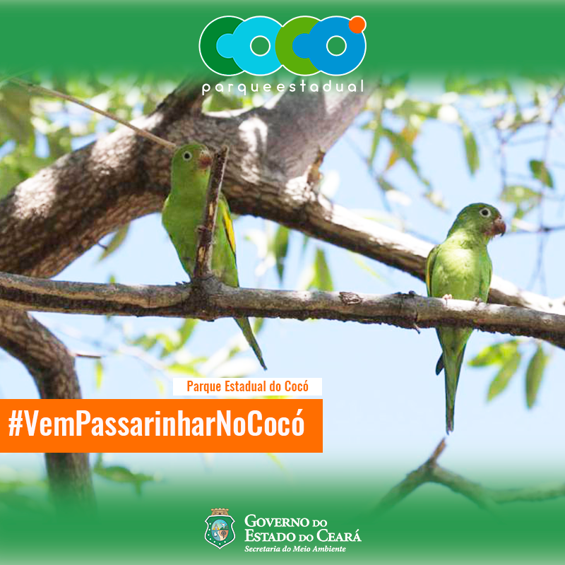 Vem Passarinhar no Cocó