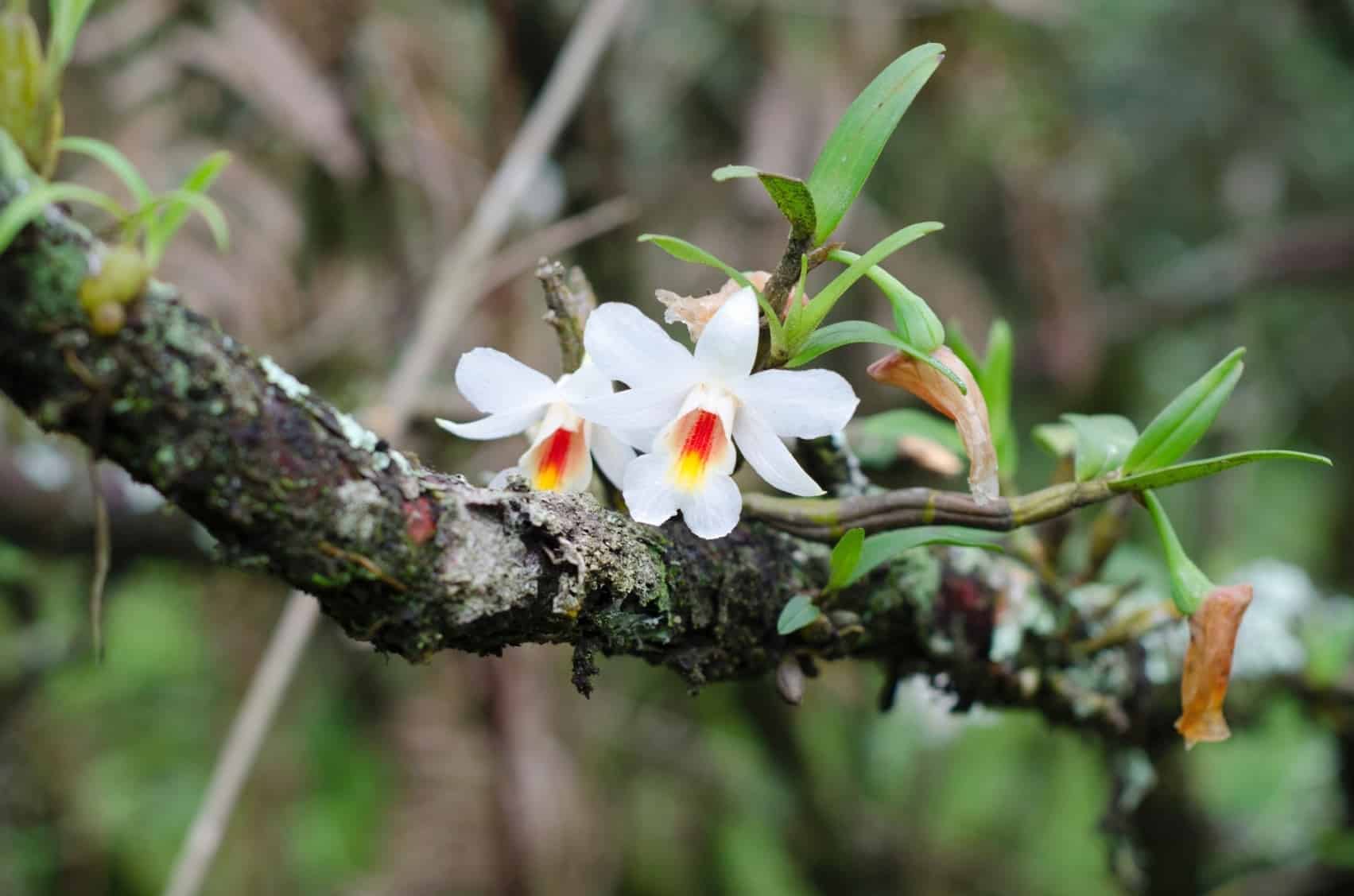 Associação Cearense planta orquídeas no Parque do Cocó - Secretaria do Meio  Ambiente