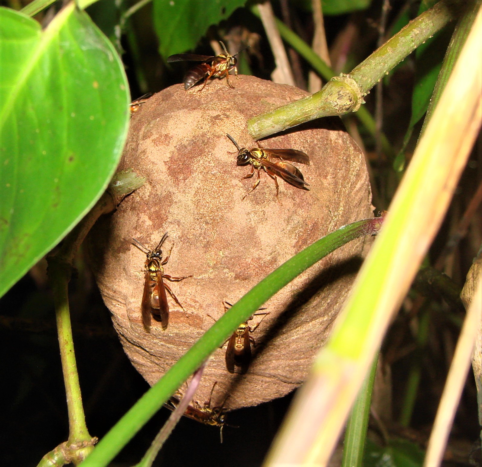 Insetologia - Identificação de insetos: Vespa Caçadora de Aranhas em Goiás