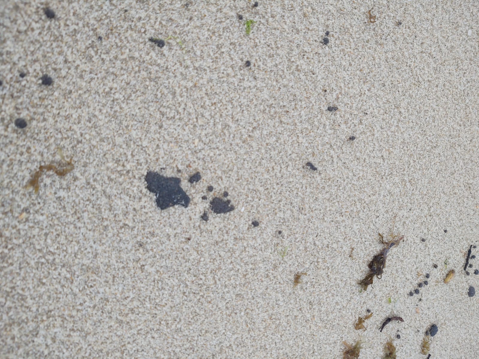 COMUNICADO – Manchas de óleo encontradas no litoral cearense