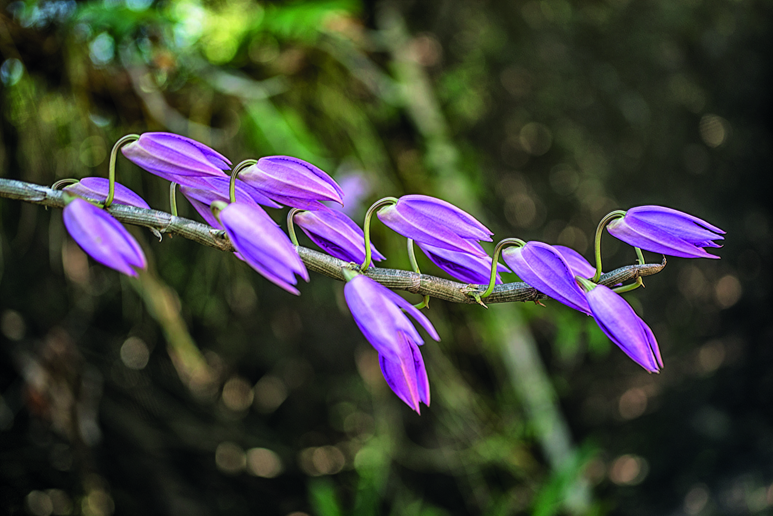 Parque Estadual Botânico e IFCE lançam livro que cataloga biodiversidade na Unidade de Conservação
