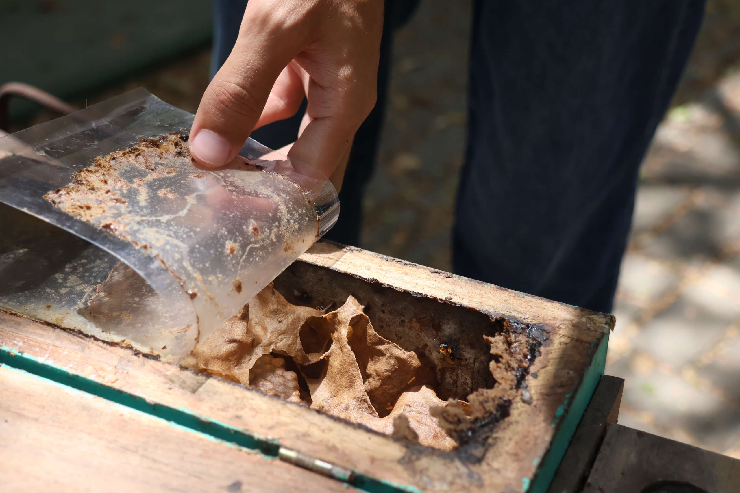 RBMA e Sema reinauguram meliponários nos parques estaduais do Cocó e Botânico